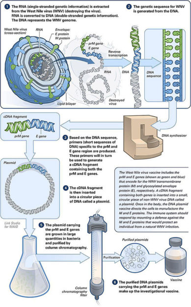 Making of a DNA vaccine