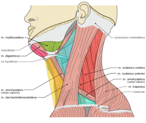 Triangles of the neck