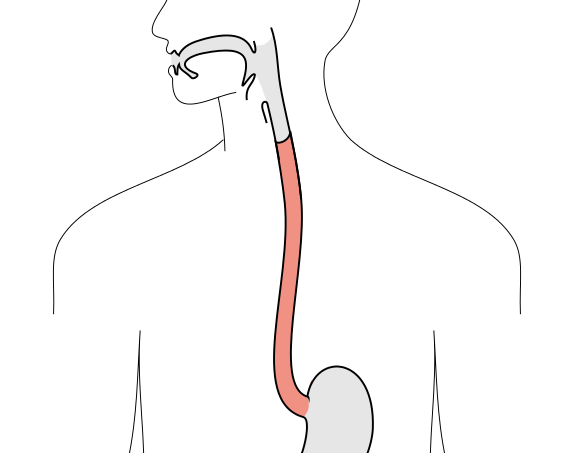 digestive tract esophagus highlighted