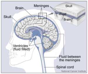 Distribution of cerebrospinal fluid in the brain and spinal cord