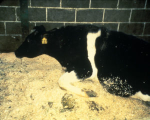cow with bse