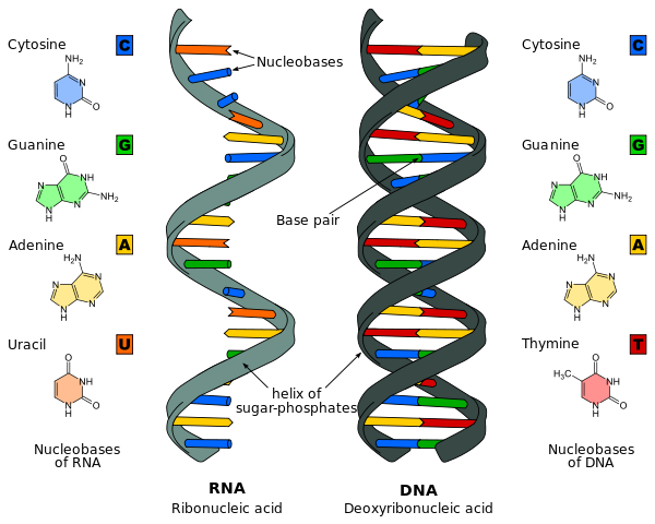 Difference DNA RNA