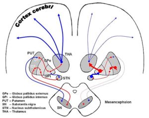 Dopeminergic pathways in Parkinson Disease