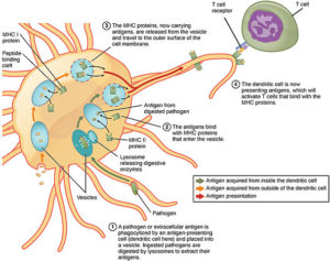 antigen processing and presentation