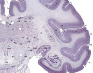 Brainmaps macaque hippocampus nerve tissue brain