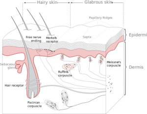 rozmieszczenie mechanoreceptorów w skórze