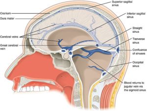 the dural sinuses of the brain