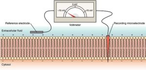 Measurement of membrane potential