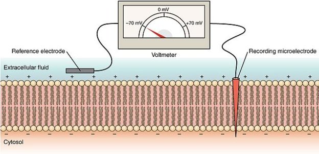 Measurement of membrane potential
