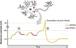post-synaptic potential summation