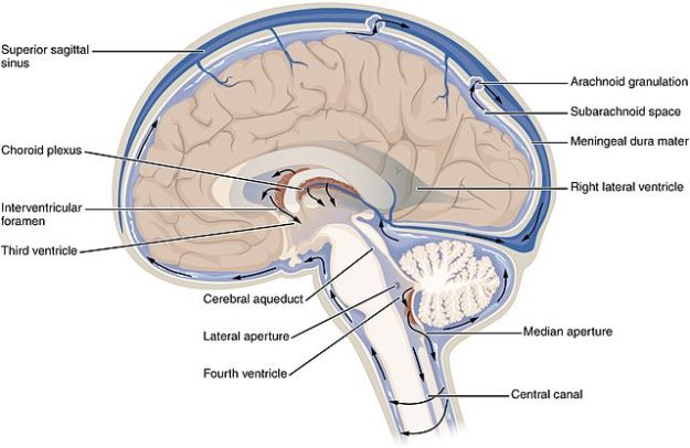 CFS Circulation brain anatomy