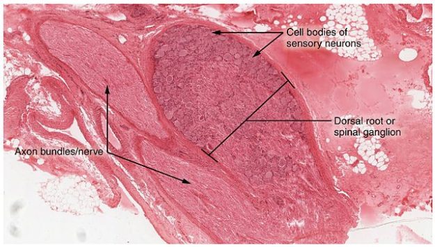 Dorsal Root Ganglion nerve tissue