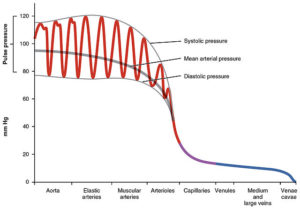 systemic blood pressure changes across the blood vessels