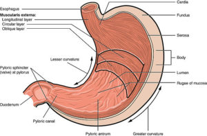 Image: “The anatomy of the stomach” by OpenStax College - Anatomy & Physiology, Connexions Web site. http://cnx.org/content/col11496/1.6/, Jun 19, 2013. License: CC BY 3.0