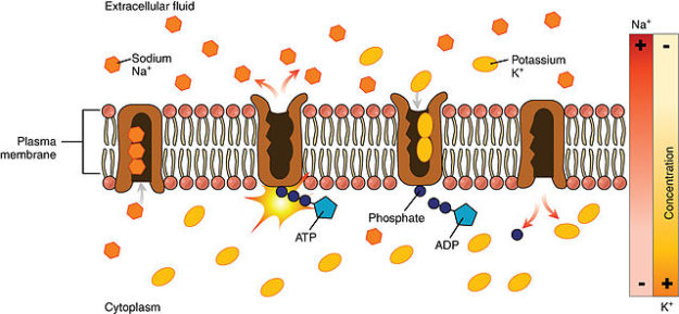 Sodium potassium pump
