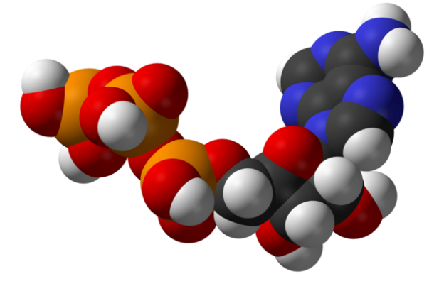 Enerji metabolizmasında merkezi bir ara madde olan adenosin trifosfatın (ATP) yapısı