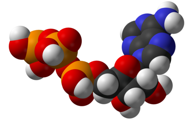 Structure of adenosine triphosphate (ATP), a central intermediate in energy metabolism