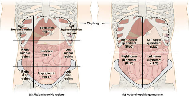 Abdominal Quadrant Regions pain assessment