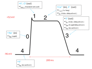 Basic cardiac action potential