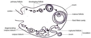 development stages of ovarian follicle