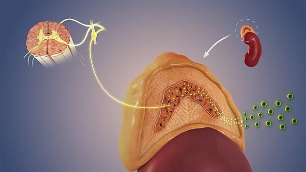 Autonomic Nervous System