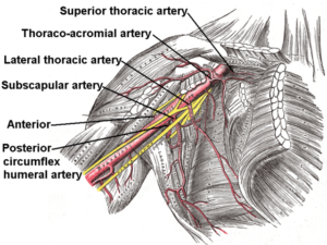 Axillary branches