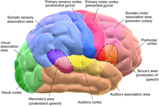Brain Motor and Sensory