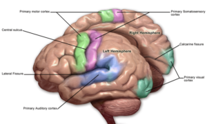 Brain Sensory & Motor