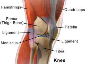anatomy-of-knee