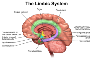 the limbic system