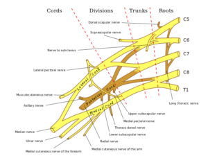 Brachial plexus