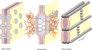cell junctions