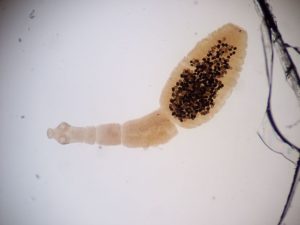 echinococcus granulosus