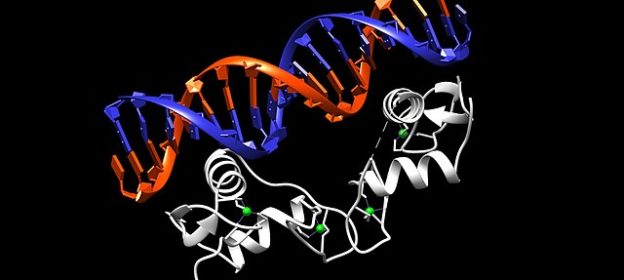 Estrogen Receptor DBD