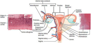illustration of the female reproductive system