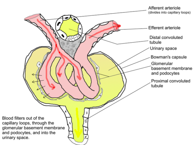 glomerular physiology