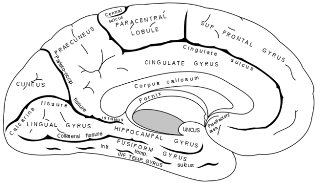 Gyri and Sulci Brain anatomy