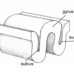 Gyrus - sulcus brain anatomy