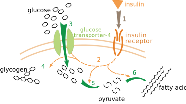 Insulin-glucose metabolism