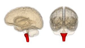 medulla oblongata