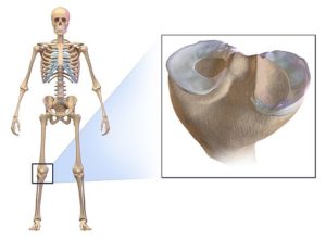 Meniscus of the knee