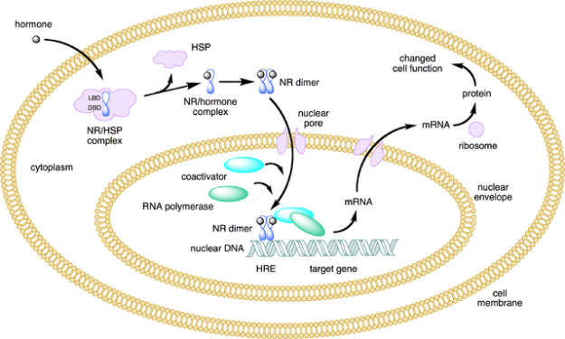 nuclear receptor action type 1