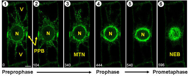 Prophase