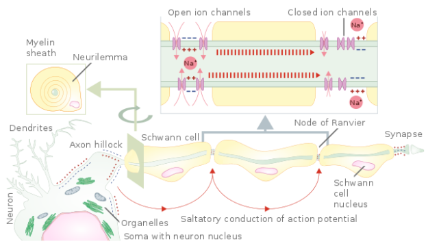 Image: "Propagation of action potential along myelinated nerve fiber. Schematic representation of the action potential propagation through myelinated nerve fiber of peripheral nervous system. From axon hillock of neuron body (soma) action potential propagates from one unmyelinated fiber part to the next one. The unmyelinated parts of the nerve fiber are nodes of Ranvier. This way of action potential propagation is called saltatory conduction (red arrows in the diagram) Ion channels open, allow potassium ions to enter the cell leading to membrane depolarization and generation of action potential. Myelination of nerve fibers in the peripheral nervous system is achieved by Schwann cells wrapping around an axon part (cross section). The nucleus and most of the Schwan cell cytoplasm are contained in the outer most layer called neurilemma." by Helixitta. Licence: CC BY-SA 4.0