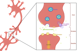 Reuptake of neurotransmitters.