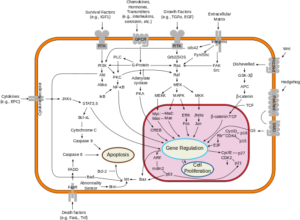 Signal_transduction_pathways