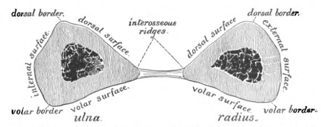 diagram showing interosseous membrane expanding between radius and ulna