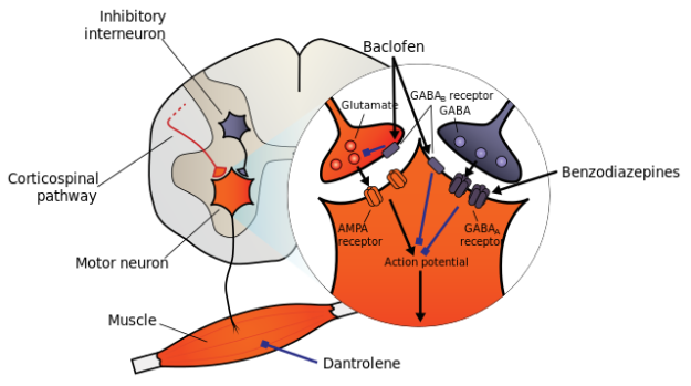Action of muscle relaxants, spasmolytics etc.