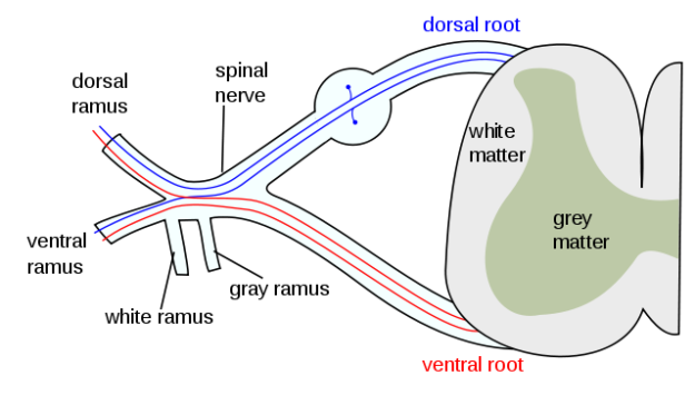 spinal-nerve-gray-matter