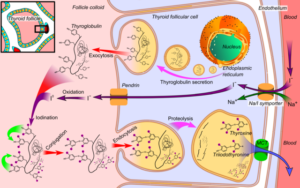 Thyroid-hormone-synthesis
